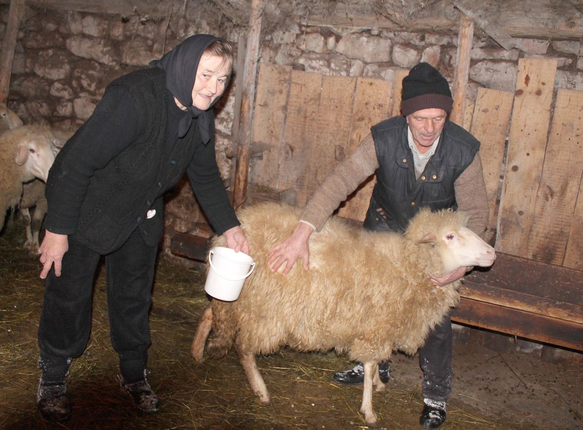 Преживела - Данојла и Михаило Луковић са овцом која је избегла клање и чељусти вукова