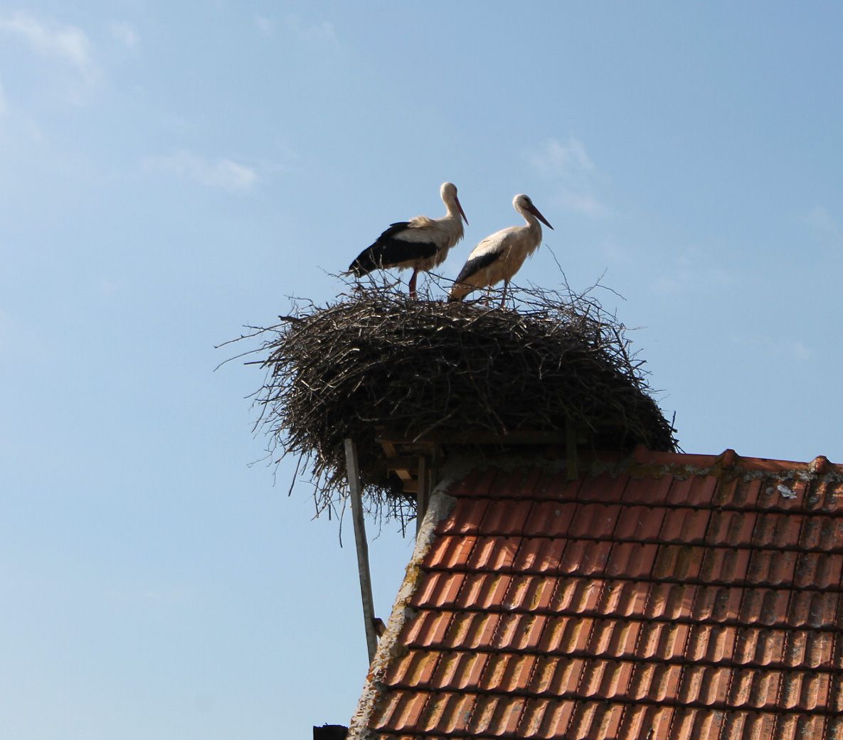 Гнездо на крову гараже Иванковића
