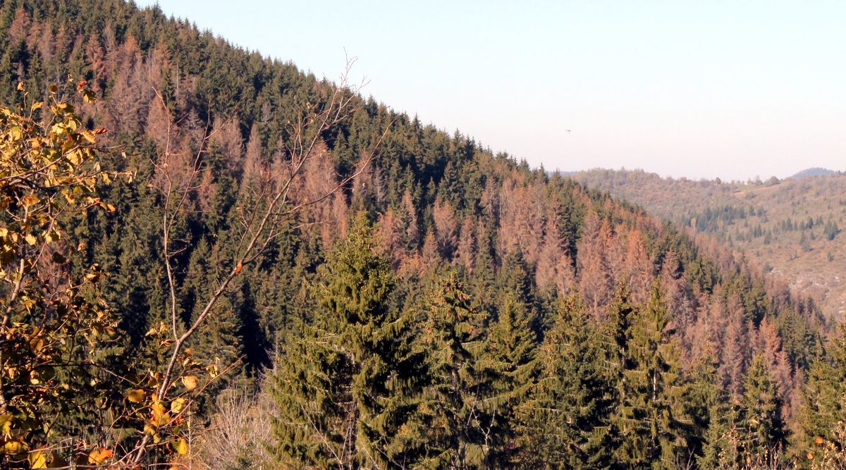 Штете - сушење шума у клисури Тисовице