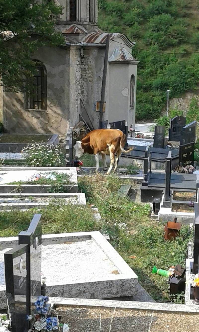 Градско гробље  "испаша"  за краве
