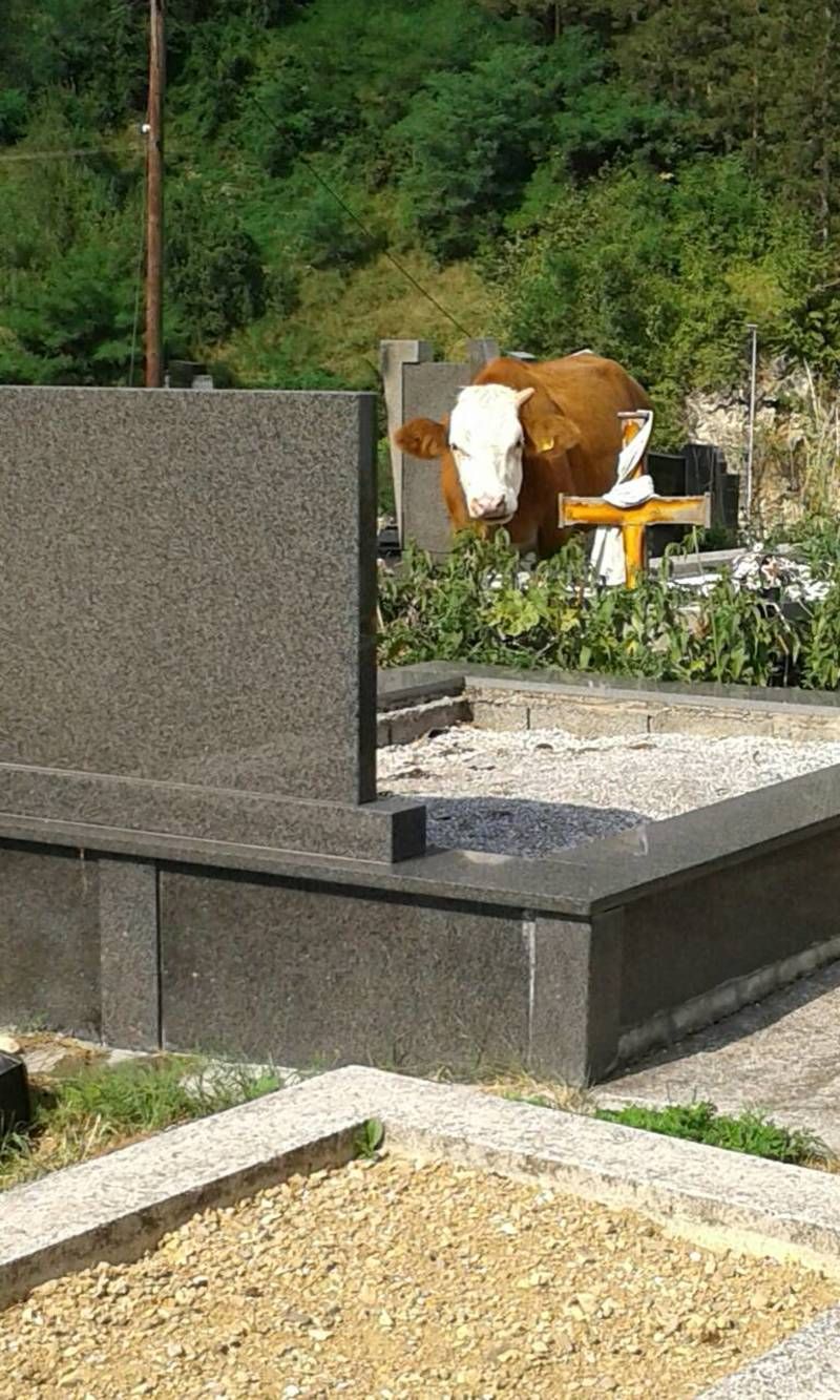 Градско гробље  "испаша"  за краве
