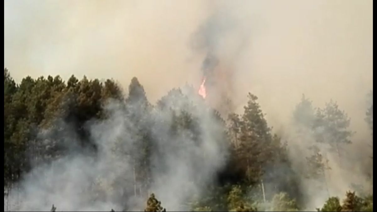 Ватра гута борову шуму недалеко од болнице - фото ГЗС