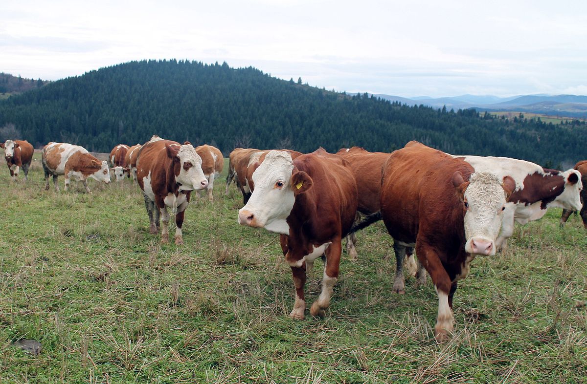 Како организовати тов говеда, оваца и коза? (Фото: Д. Гагричић)