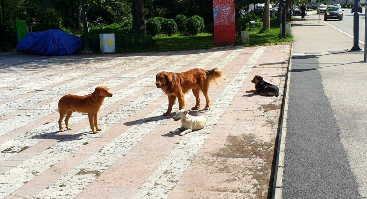 Ванредна ситуација због уједа паса луталица у Пријепољу трајала од ручка до вечере, (Фото: А. Ровчанин)