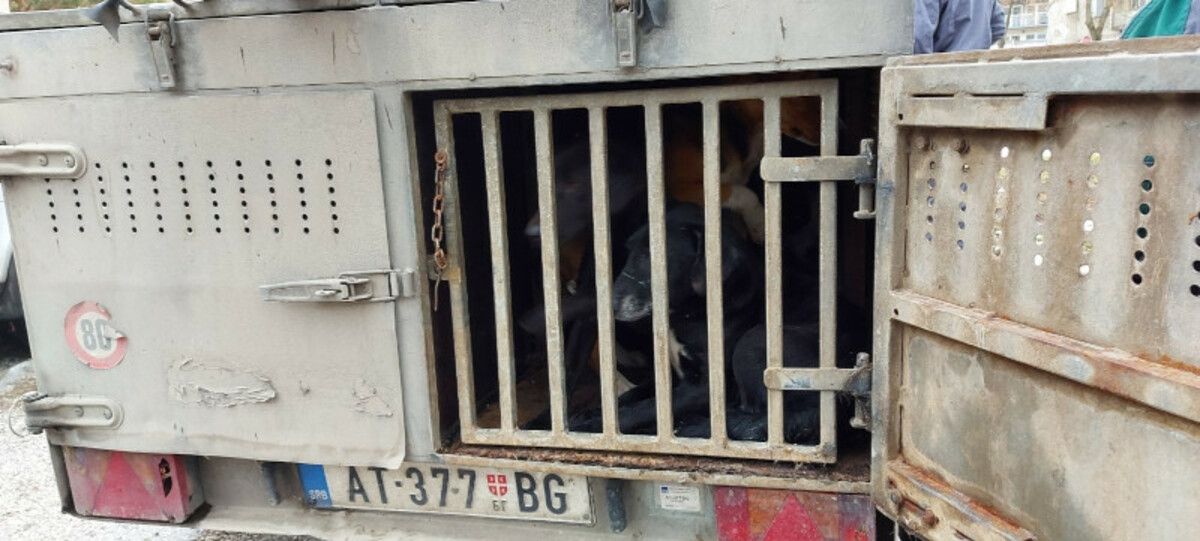 Ухваћено 17 паса луталица у Пријепољу, (Фото: РИНА)