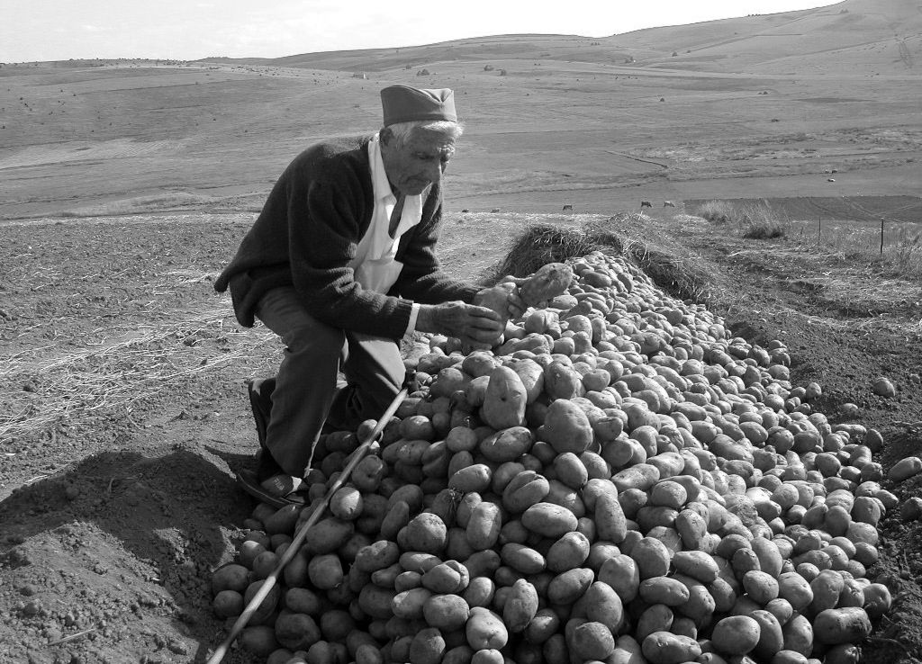 Трап - складиштење кромпира у земљи у Калипољу