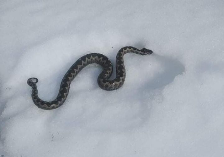 Змија на снегу (Фото: ПП Медиа)
