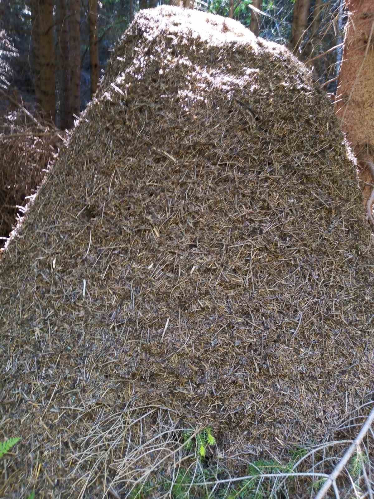 Мравињак (фото: М. Пауновић)