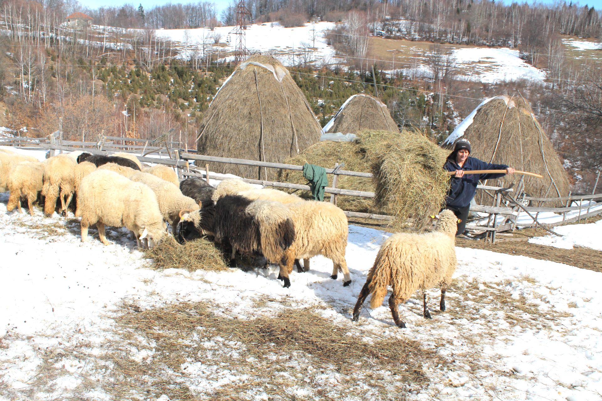 Снежана Секулић полаже овцама на торини, крај котара (Фото: Д. Гагричић)