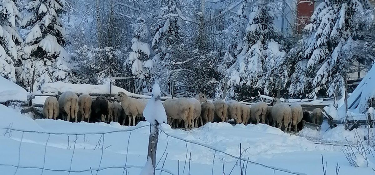 Полагање овцама на торини у Буковику