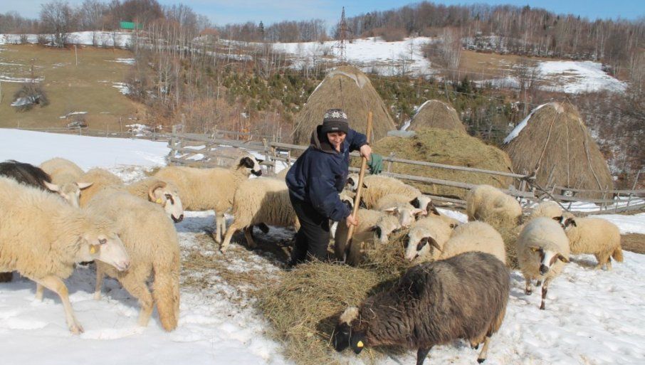 Брига - Довољно сена за исхрану стада (Фото: Д. Гагричић)