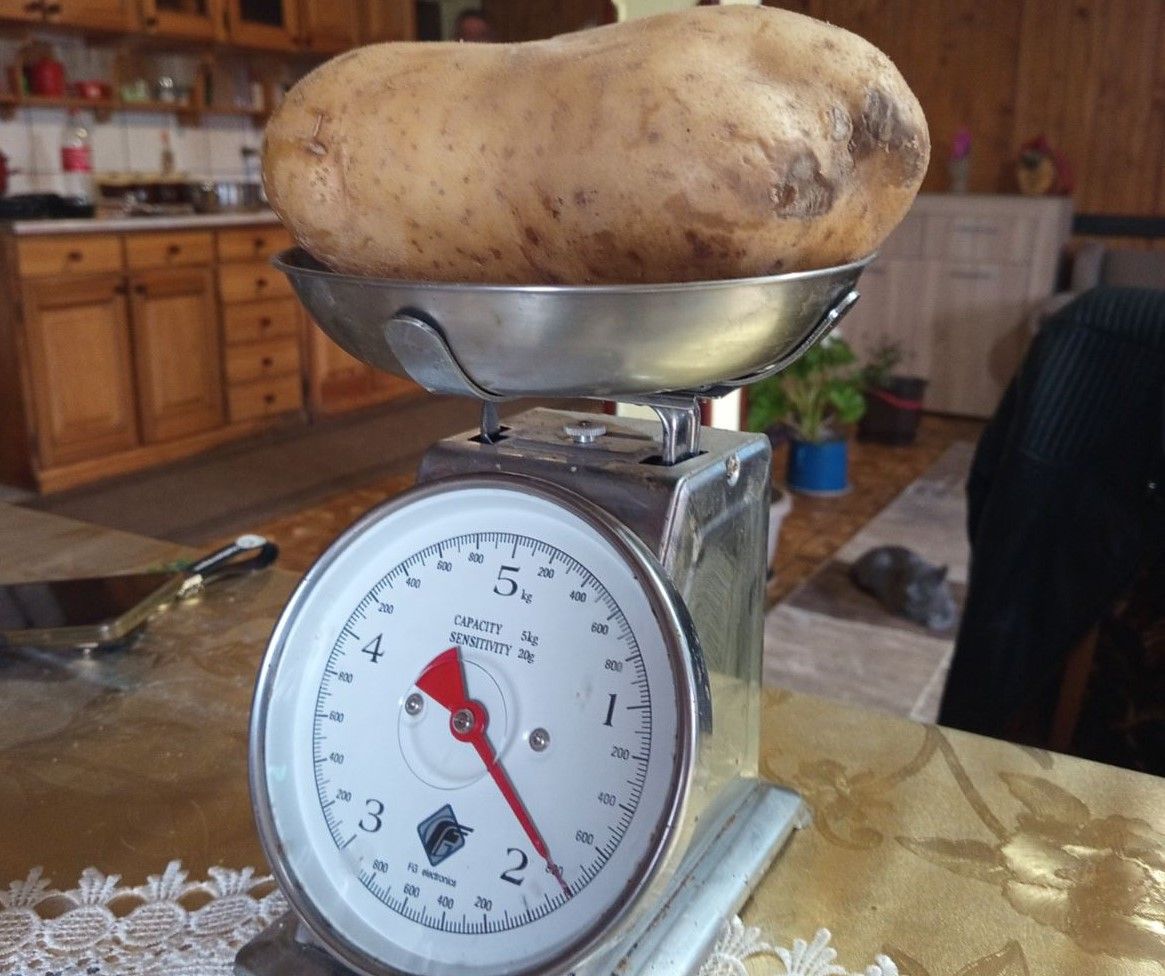 Иде на Кромпиријаду у Катиће