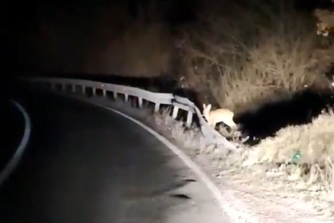 Срна на магистрали (Фото: Приватна архива)