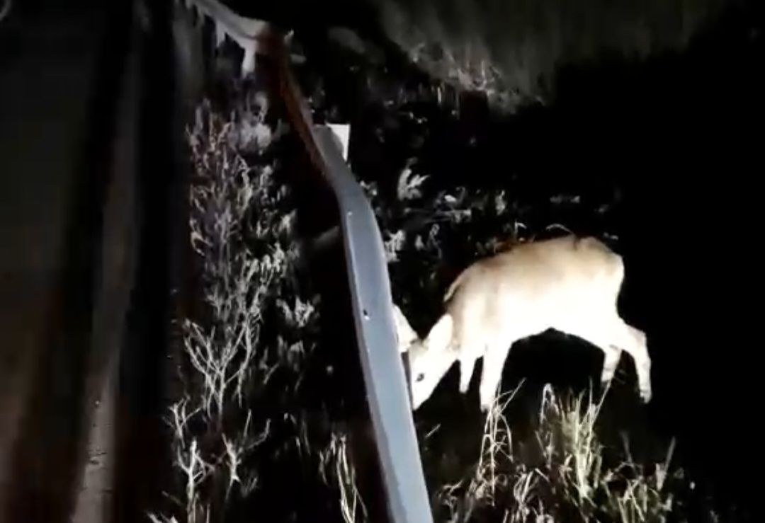 Срна на магистрали (Фото: Приватна архива)