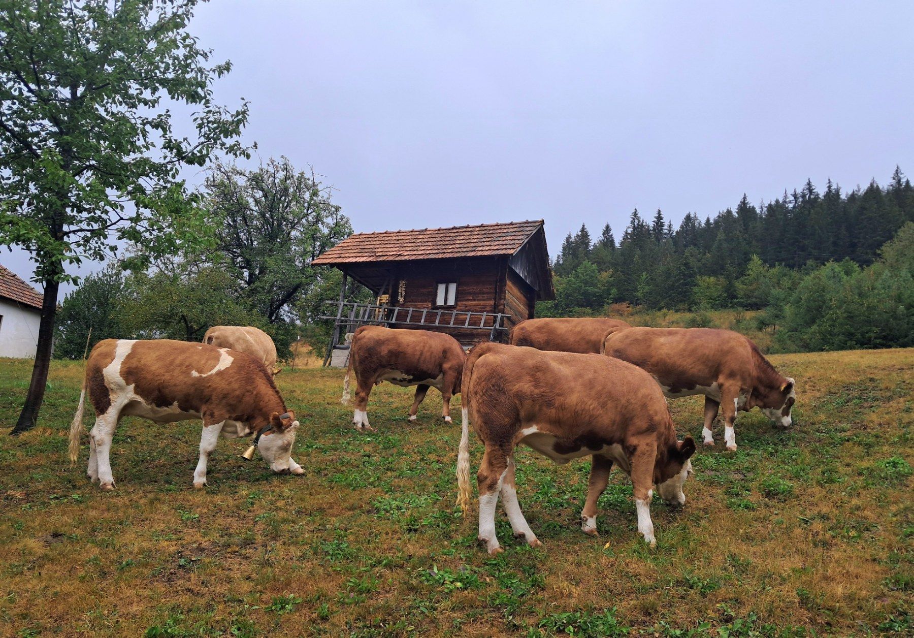Велике штете - суша узела данак (Фото: Г. Гагричић)