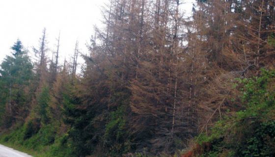 Osušena stabla na Murtenici