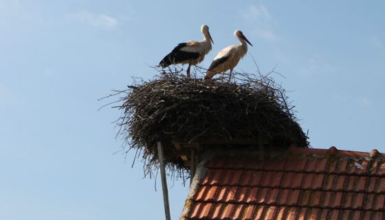 Гнездо на крову гараже Иванковића