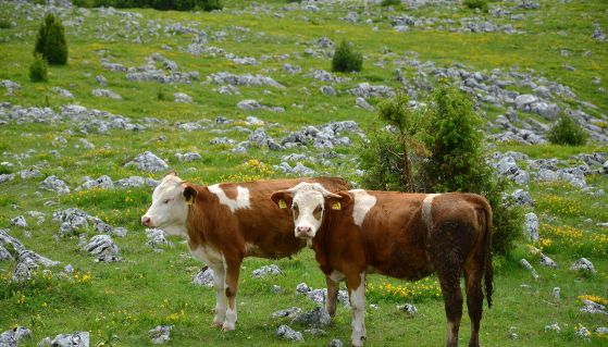 Krave na ispaši - Lepote planine Zlatar