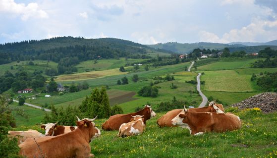 Stado krava se odmara - Lepote planine Zlatar