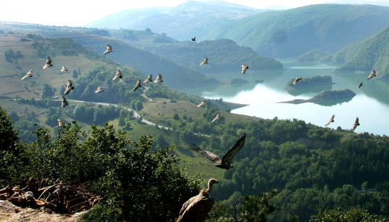 Белоглави супови - хранилиште у Резервату Увац