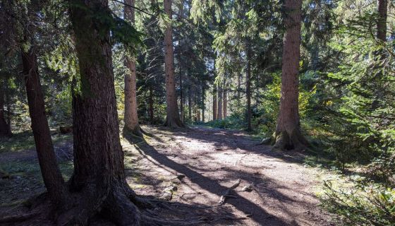 Put kroz šumu prema vidikovcu