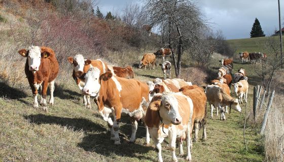 Отаве нестало, краве иду на јасле – са орница у Дебељи (Фото: Д. Гагричић)