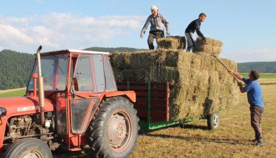 Одужила се косидба и сакупљање сена у Рујиштима ( Фото: Д. Гагричић)