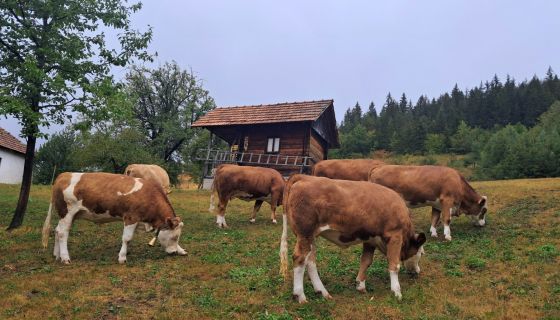Велике штете - суша узела данак (Фото: Г. Гагричић)